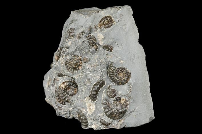 Ammonite (Promicroceras) Cluster - Marston Magna, England #176366